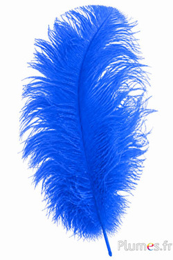 Struzzo premium - 50-60 cm - turchese